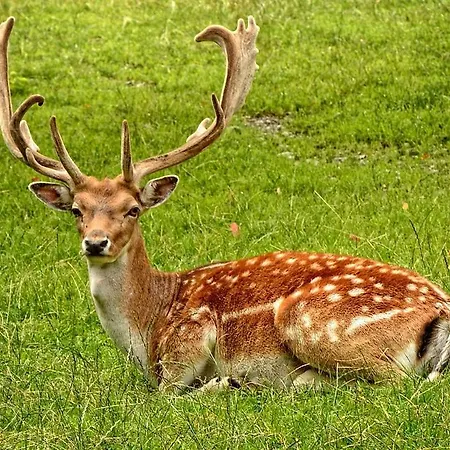 Zamek D'este 4*