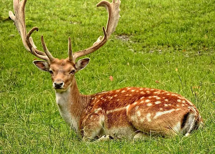 Zamek D'este 4*